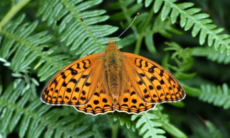 The high brown fritillary butterfly