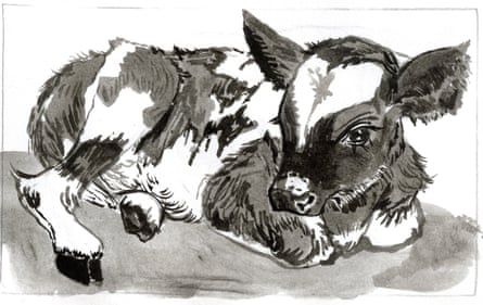 An illustration of a calf