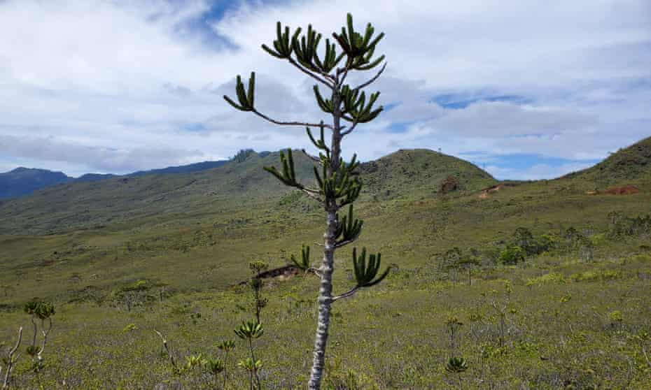 Araucaria muelleri, a New Caledonian endemic conifer threatened by habitat loss, forest fires and nickel-mining activities.