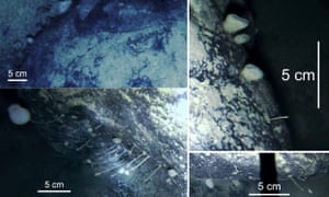Sponges, tube worms and stalked barnacles