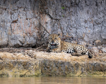 A jaguar on a riverbank