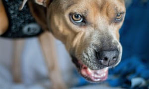 A snarling pitbull. Photograph: Cheryl Paz/Alamy
