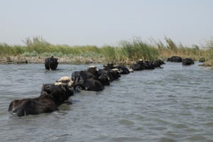 Buffaloes wade in the retreating water of the drought-striken Chibayish marshes in Iraq. Iraq’s 46 million people face rising temperatures, chronic water shortages and year-on-year droughts, in a country intensely impacted by the effects of climate change