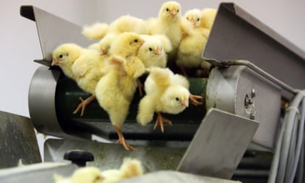 recently hatched chicks falling off a conveyor belt at a Poultry Farm in Russia, 2015.