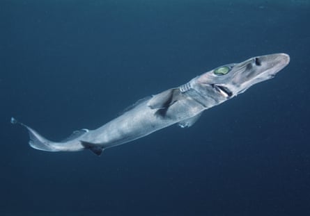 A long shark-like fish with a big flat nose and huge green eyes