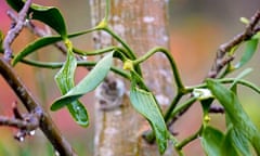 Mistletoe (Viscum album) parasitises apple trees but is rare in County Durham.