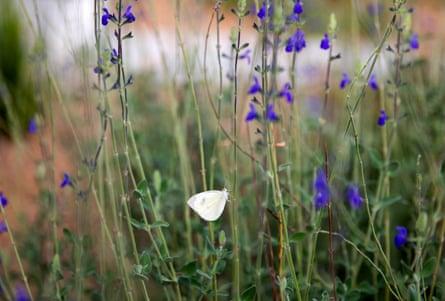 small white moth on plants with purple flowers