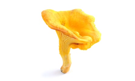 A summer beauty … the golden chanterelle mushroom.