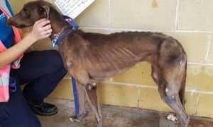 emaciated greyhound