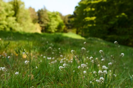 A meadow with small white-petalled flowers amid grass