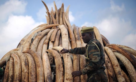 A Kenyan ranger guards a stack of elephant tusks, intercepted before entering the illegal ivory trade. A new domestic ban was backed by most of the 217 members of the IUCN and may help save elephants that are now rampantly being poached. 