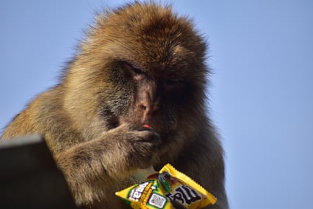 Monkey eating from a bag of M&M’s