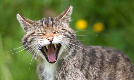 ‘Just a few thousand still prowling’: a Scots wildcat.