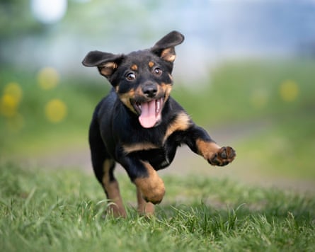 A puppy runs through a field.
