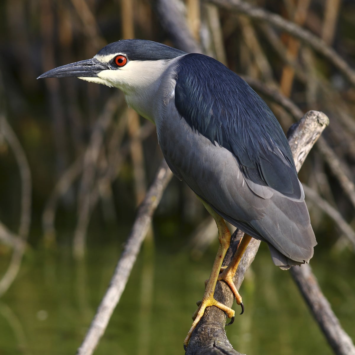 The night heron: at home on the Somerset Levels | Birds | The Guardian