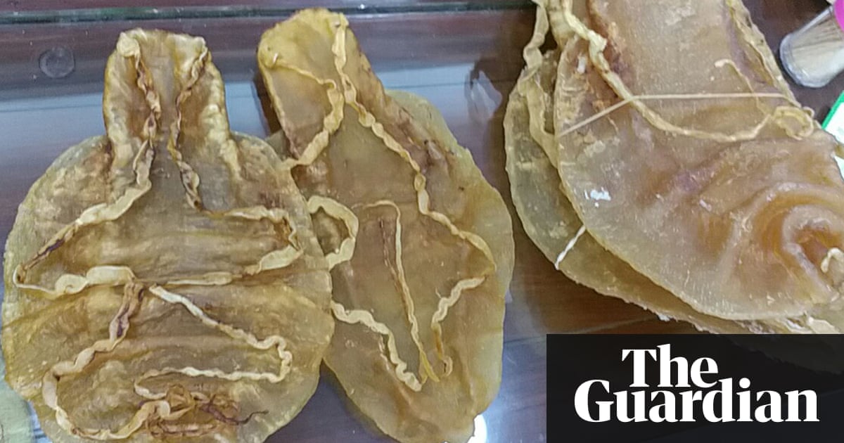 Smell leads to arrest of Chinese traveler transporting parts of endangered fish | World news | The Guardian