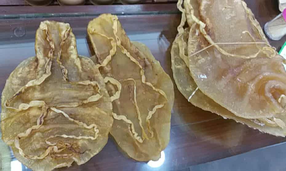 Dried swim bladders of totoaba fish can fetch up to $20,000 on the black market.