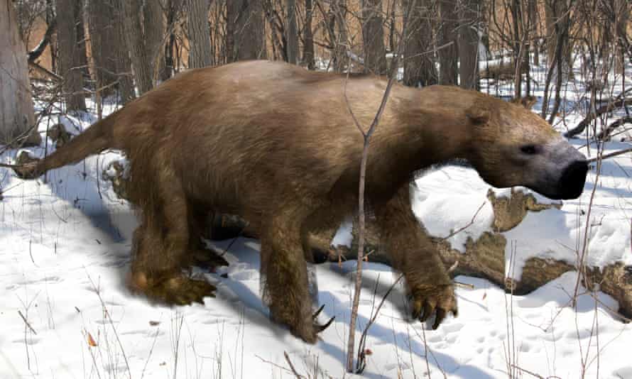 An illustration of the extinct giant ground sloth.