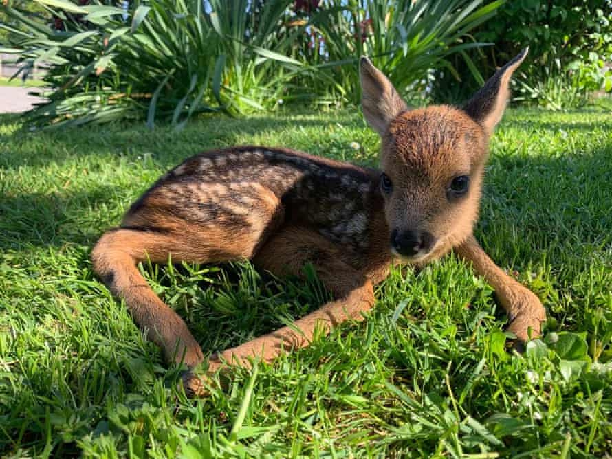 Country Diary This Fawn Won T See Its Mother Again Animal Welfare The Guardian Country Diary This Fawn Won T See Its Mother Again Animal Welfare The Guardian