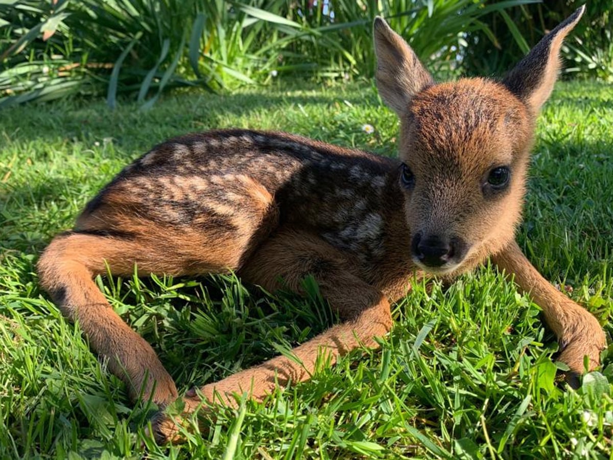 Country diary: this fawn won't see its mother again | Animal welfare | The Guardian Country diary: this fawn won't see its mother again | Animal welfare | The Guardian