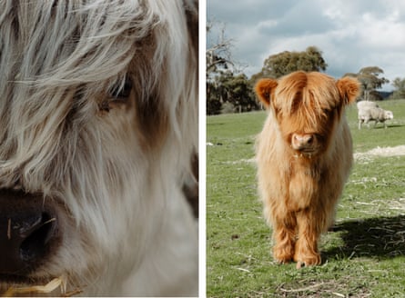 Two well-manicured Highland cows
