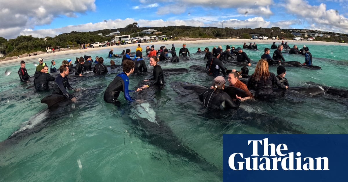 As shots rang out, the battle to save Western Australia's stranded pilot whales was over | Western Australia | The Guardian