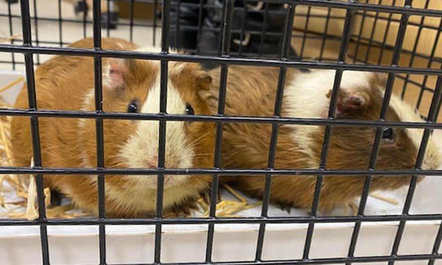 Guinea pigs