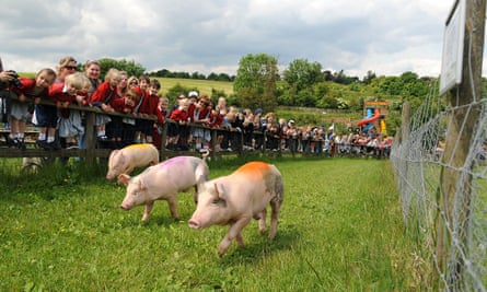 Pig racing at Bocketts Farm Park, Surrey