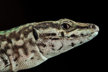 The head of a lizard