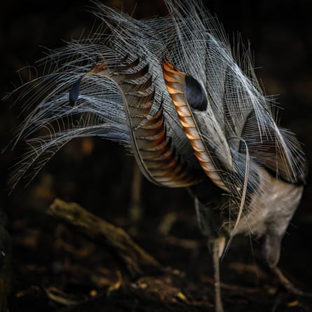 A lyre bird in close-up.