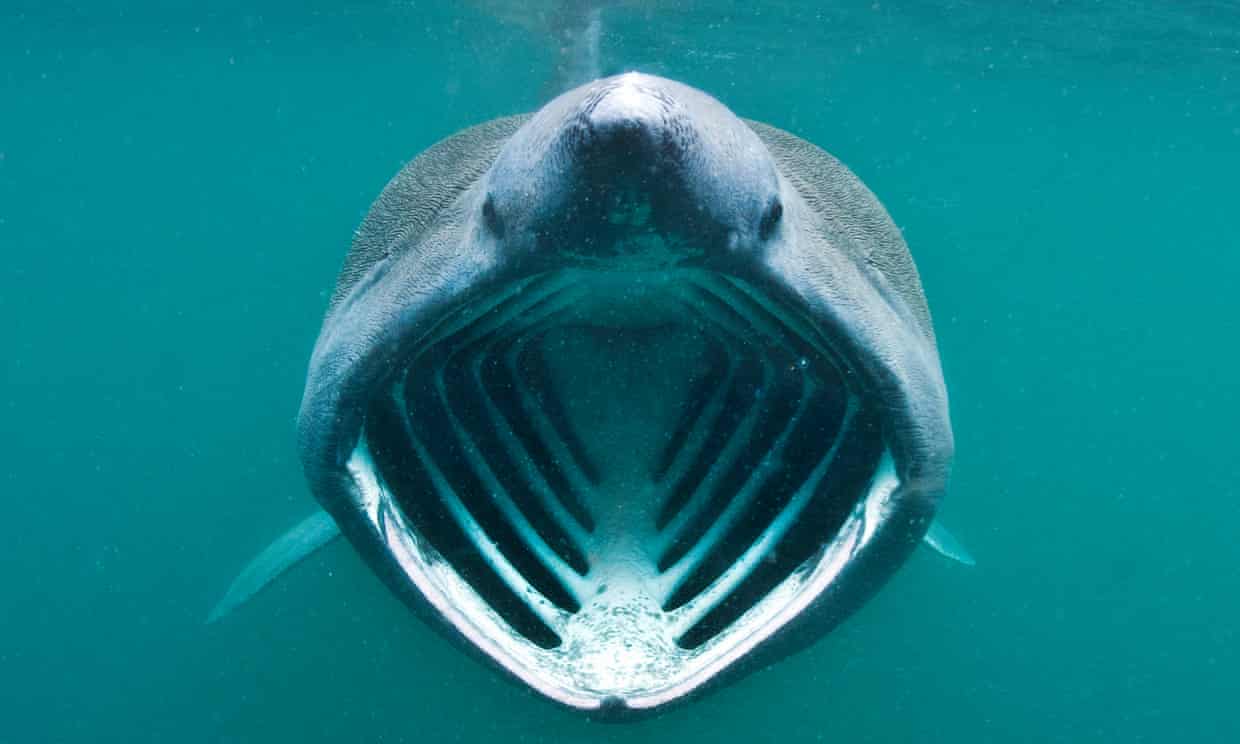 Basking Shark