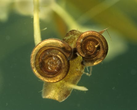 The rare little whirlpool ramshorn snail.