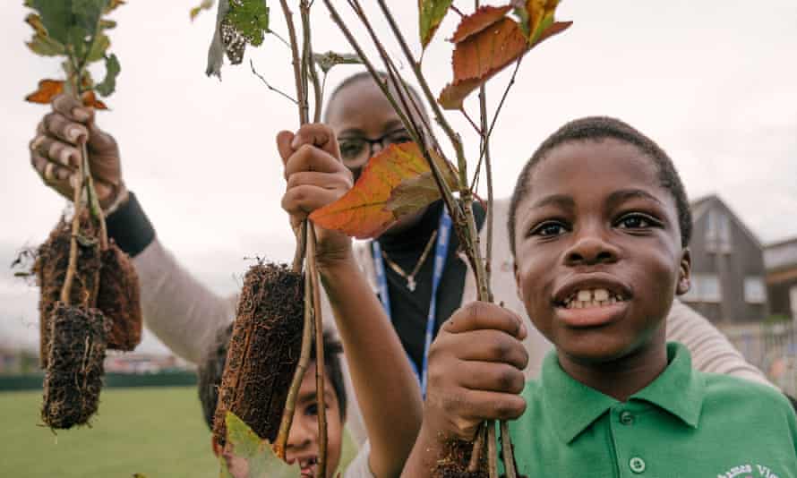 The Sugi rewilding project at a junior school in Barking.