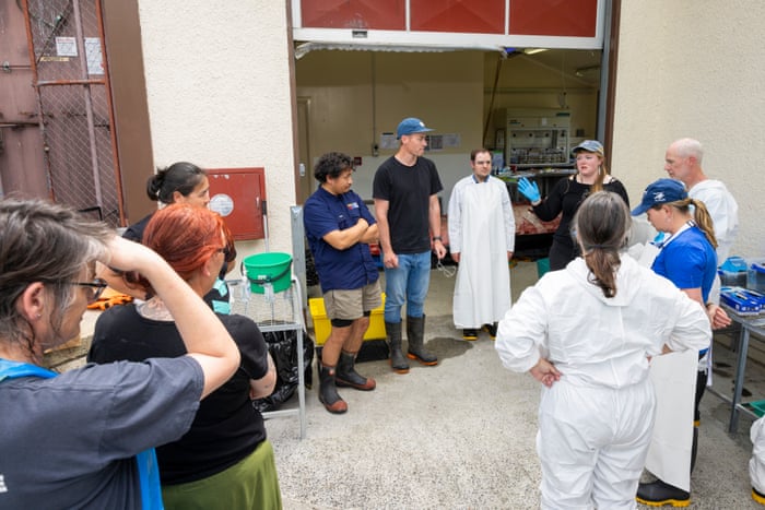 Dissecting the world’s rarest whale – in pictures Sophie White, from Otago University, addresses Māori representatives, Department of Conservation officials and scientists to discuss the dissection. As well as establishing everyone's roles and safety protocols, the meeting was also to ensure tikanga (Māori ethical guidelines) were observed.Photograph: Derek Morrison