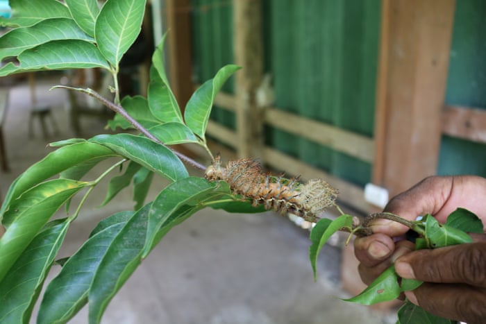 Contando as espécies: como o código de barras do DNA está reescrevendo o livro da vida 7 6000