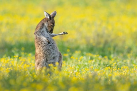 A kangaroo in a field of yellow flowers, which has its front paws in positions that makes it look as if it is playing air guitar