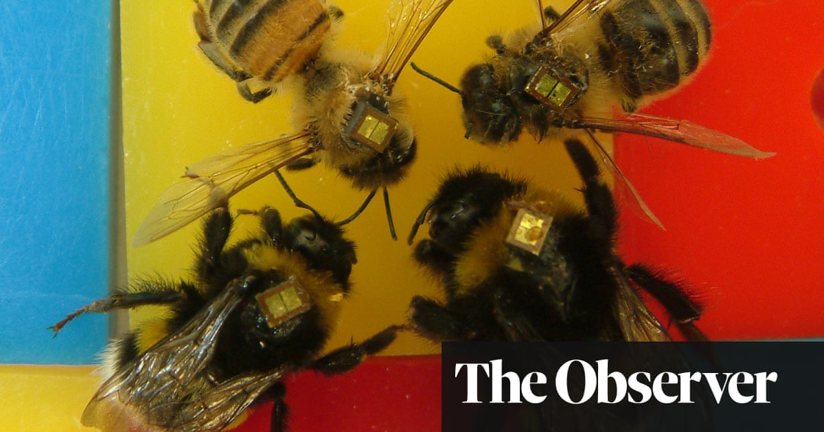 ‘Bees are really highly intelligent’: the insect IQ tests causing a buzz among scientists