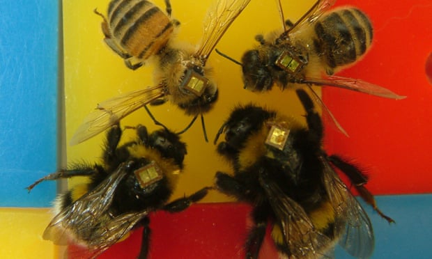 2 abejorros y 2 abejas