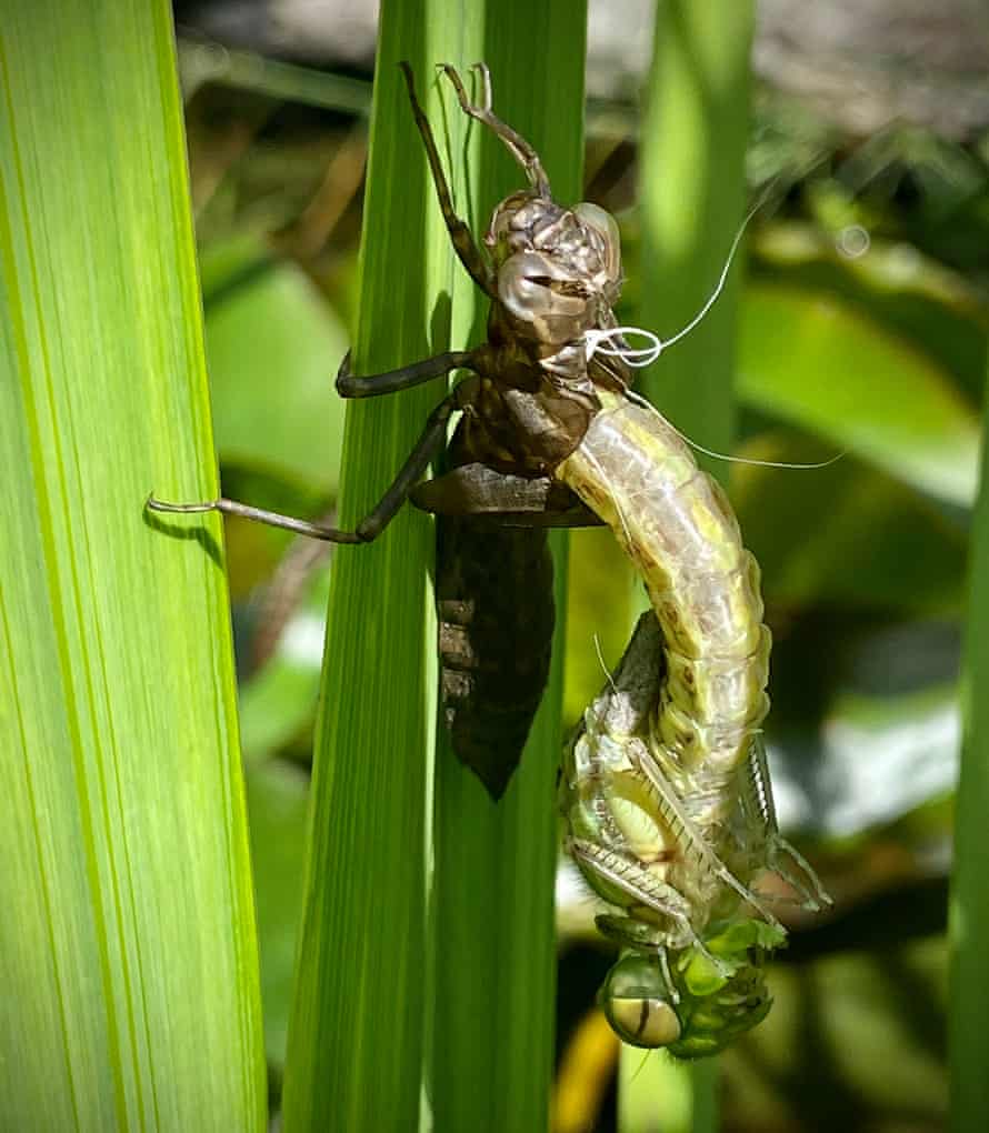 A female southern hawker dragonfly hatches.