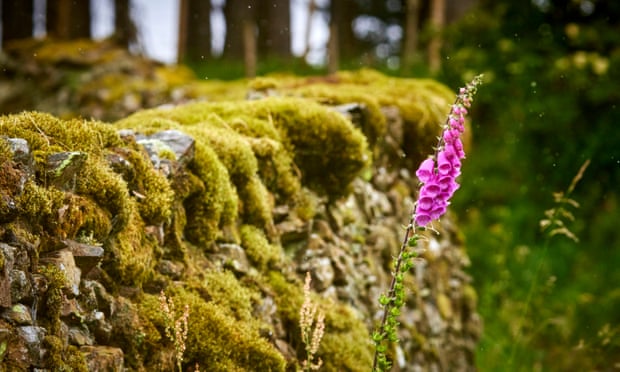 A foxglove.