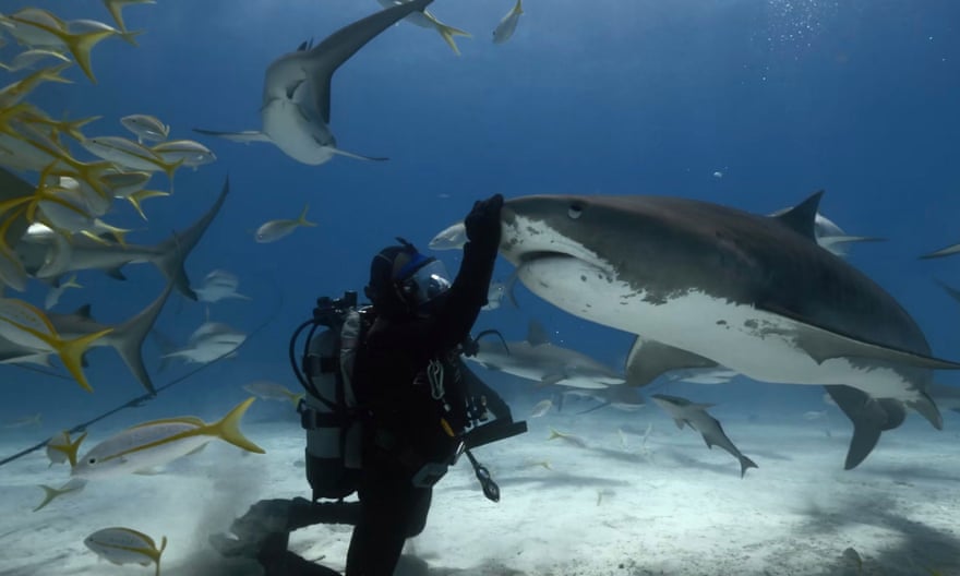 From the film Tiger Shark King at Ocean Film festival