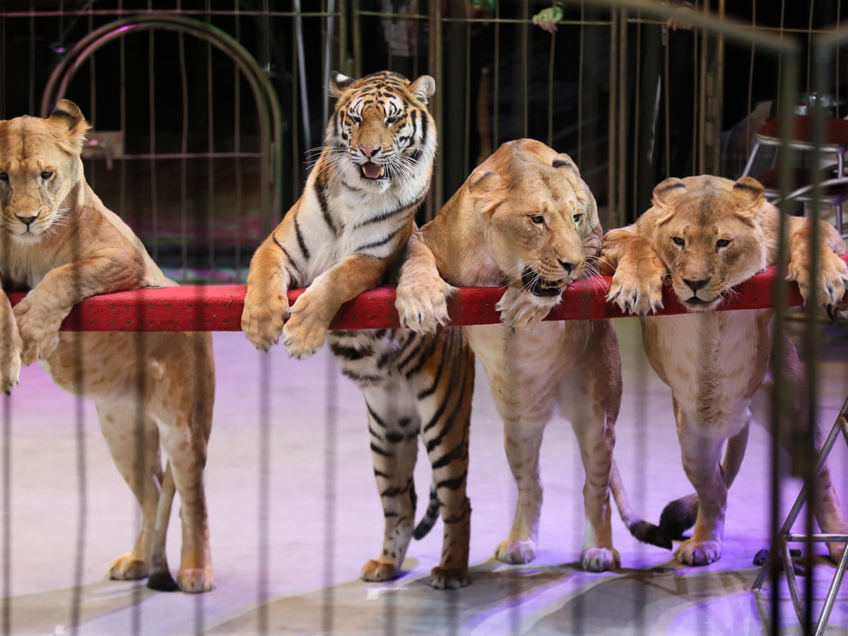 Scotland bans use of wild animals in travelling circuses | Animal welfare | The Guardian Scotland bans use of wild animals in travelling circuses | Animal welfare | The Guardian