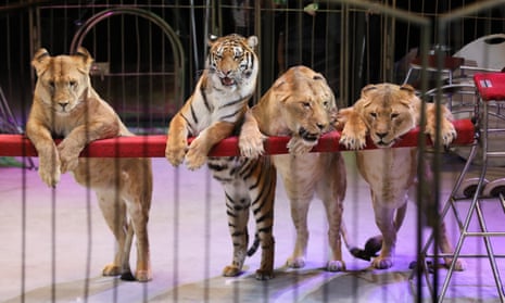Animals perform in a circus in Vladivostok, Russia, December 2017.
