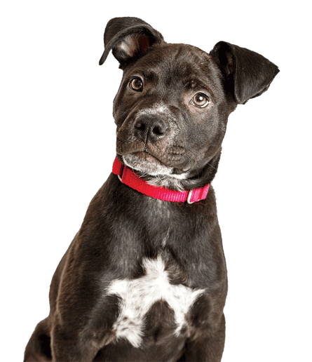 A black labrador and pitbull crossbreed with white chest markings
