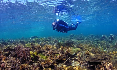 scuba diver just under the water surface and above a field of coral