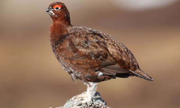 Red Grouse, Cairngorms.