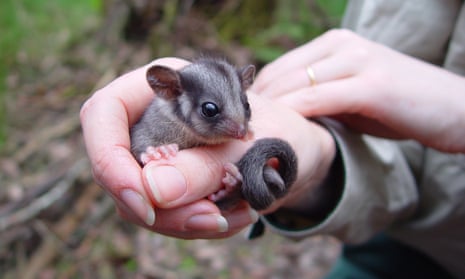 David Lindenmayer, a world expert in the critically endangered Leadbeater’s possum, says it is ‘madness’ to allow logging in a conservation reserve.