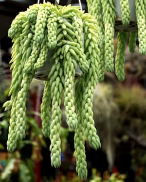 Tres consejos para el feliz plantas de interior 1 Hanging gardens: Sedum morganianum, aka Donkey Tail.
