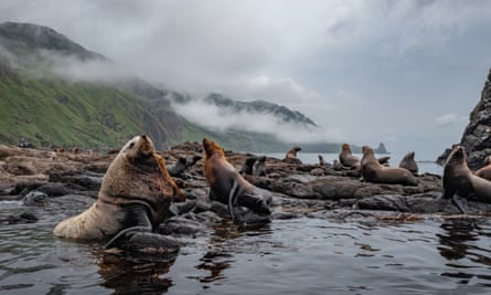 Stellers are large northern species of sea lion, or ‘eared seals’