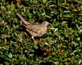 Mistle thrush perched in pyracantha bush on an industrial estate in Deeside, north Wales
